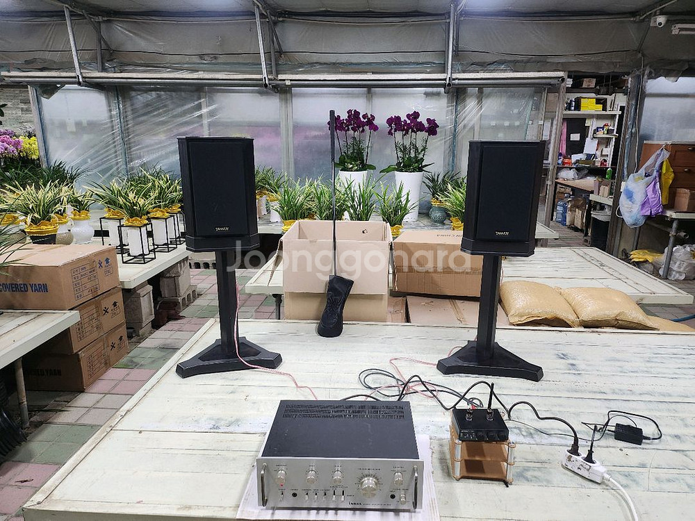 TANNOY SIXES 605 스피커 스텐드 포함--0