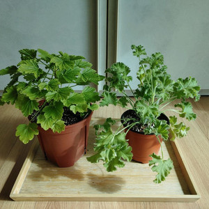 리갈제라늄2종 일괄(택포)