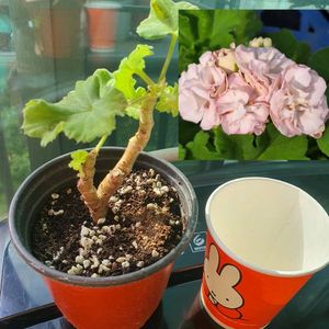 제라늄 티리아마리마그달린