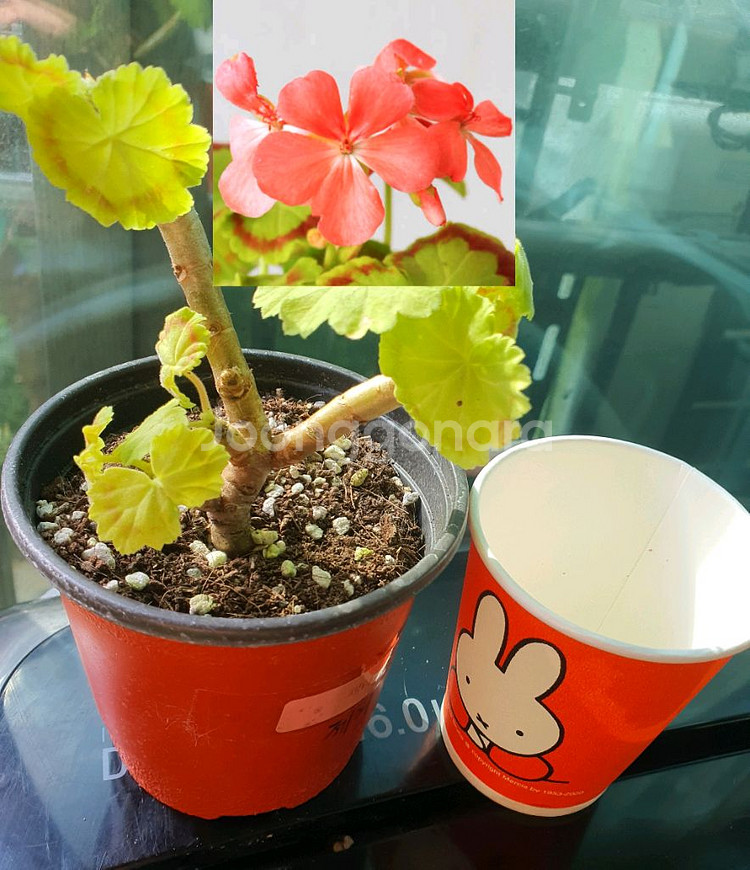 제라늄 제니/미시즈 퀄터--0