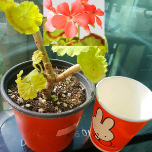 제라늄 제니/미시즈 퀄터