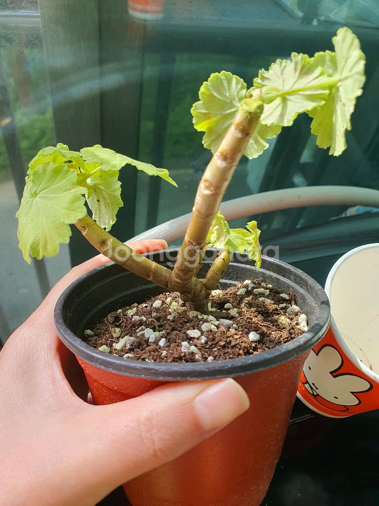 제라늄 제니/미시즈 퀄터--1