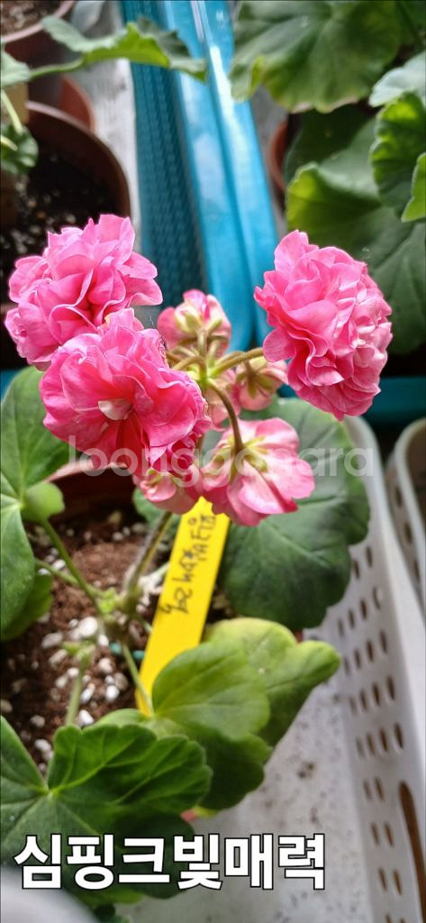 러시아 제라늄 분양 (심 핑크빛 매력)--0