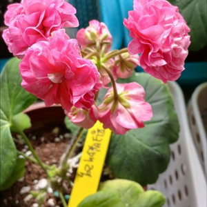 러시아 제라늄 분양 (심 핑크빛 매력)