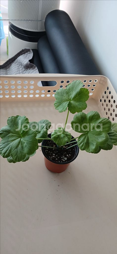 러시아 제라늄 분양 (심 핑크빛 매력)--1