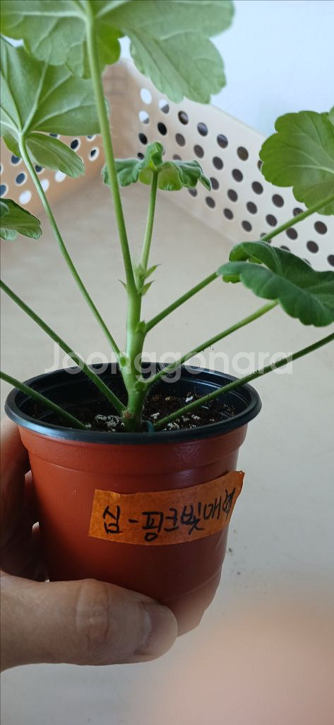 러시아 제라늄 분양 (심 핑크빛 매력)--2