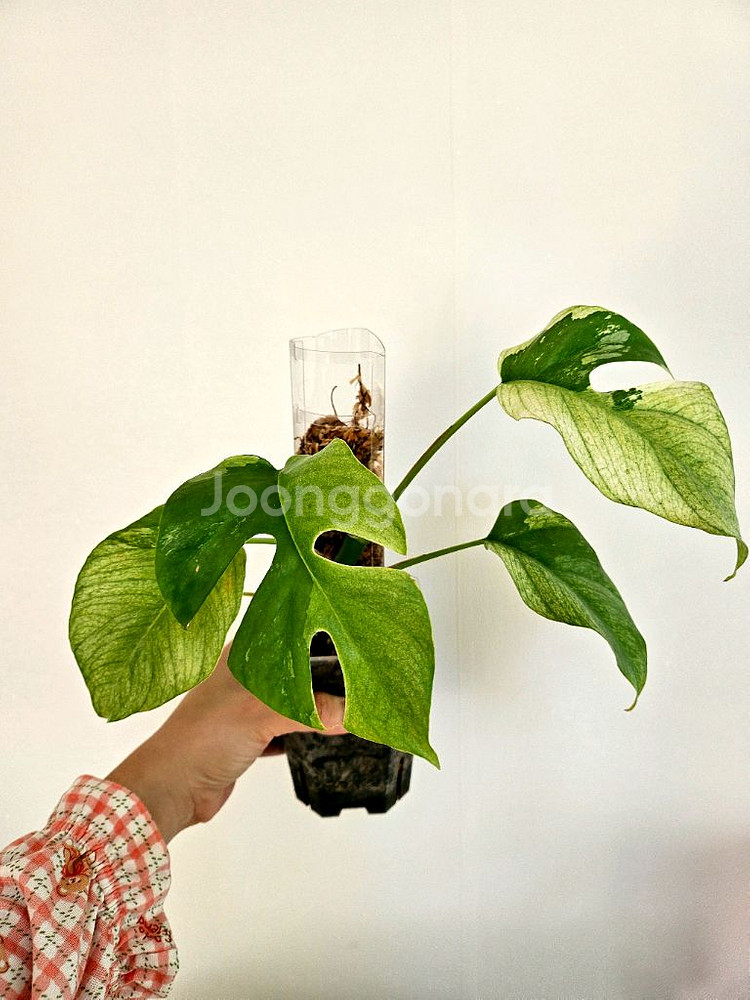 화이트민트 무늬히메 몬스테라--1