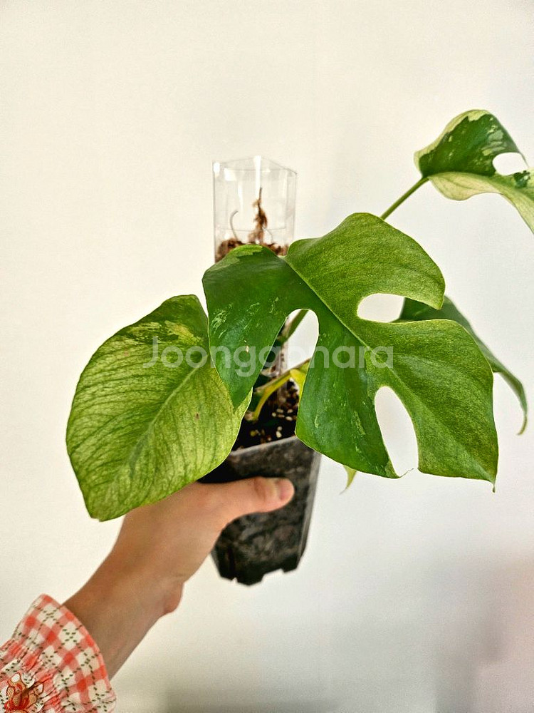 화이트민트 무늬히메 몬스테라--2