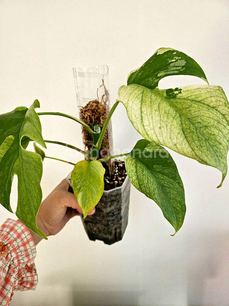 화이트민트 무늬히메 몬스테라--0