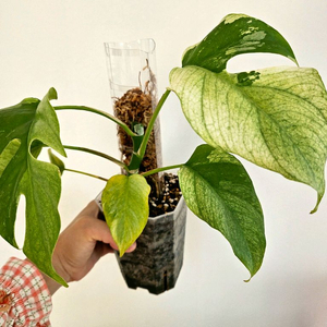 화이트민트 무늬히메 몬스테라