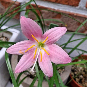 제피란서스 카리나타