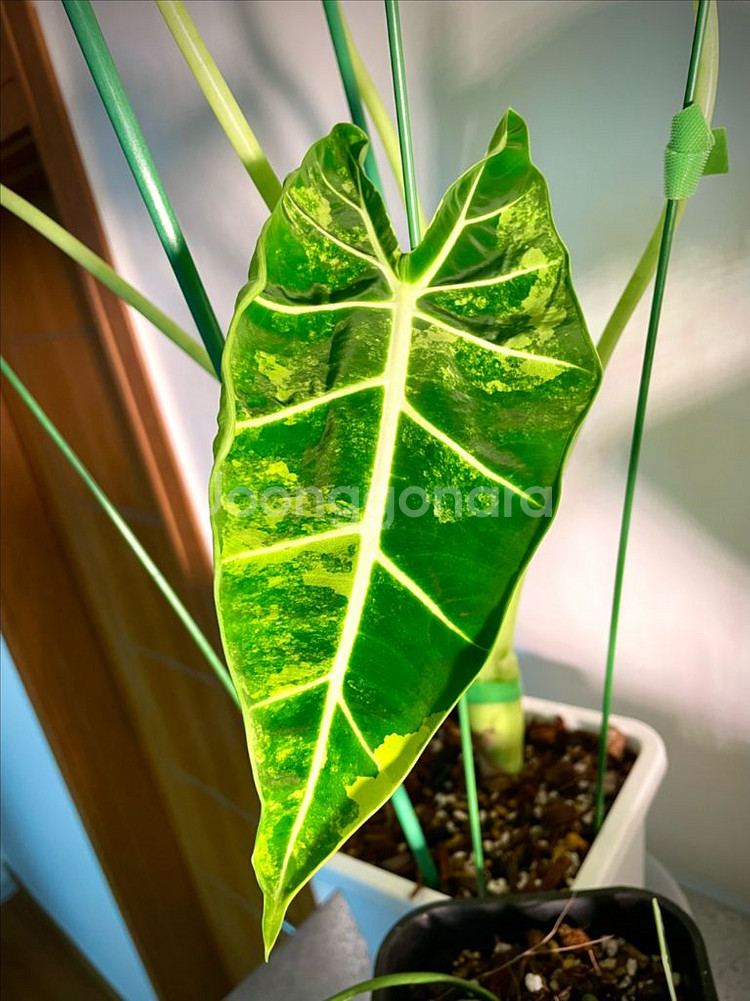 알로카시아 무늬프라이덱 팝니다 :)--0