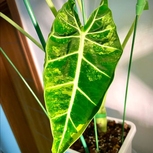 알로카시아 무늬프라이덱 팝니다 :)