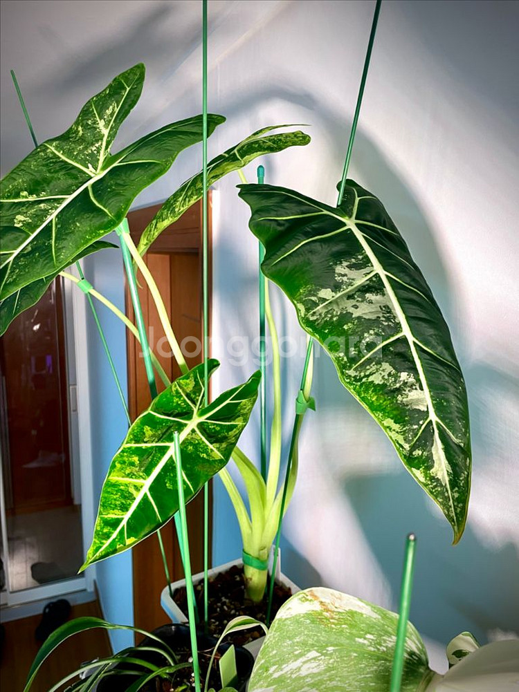 알로카시아 무늬프라이덱 팝니다 :)--1