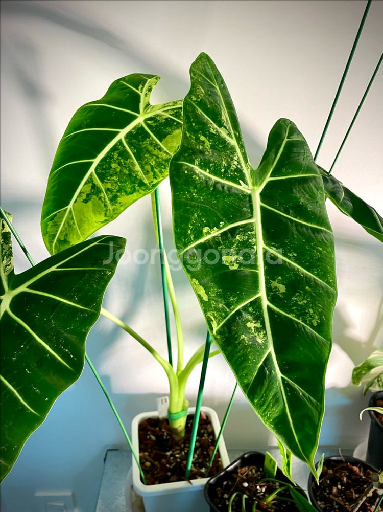 알로카시아 무늬프라이덱 팝니다 :)--2