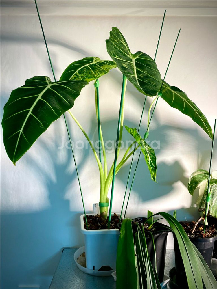 알로카시아 무늬프라이덱 팝니다 :)--3