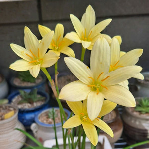 제피란서스프리뮬리나