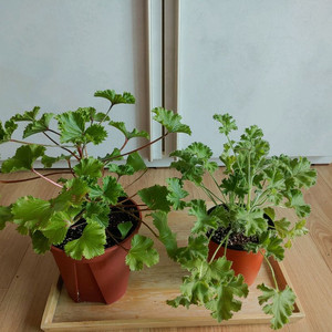 리갈제라늄 2종 일괄(택포)