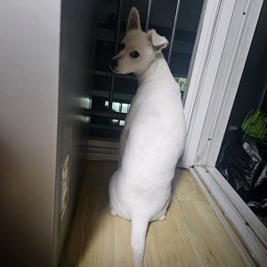 갤럭시 버즈 프로3 미개봉 삽니다 이미지