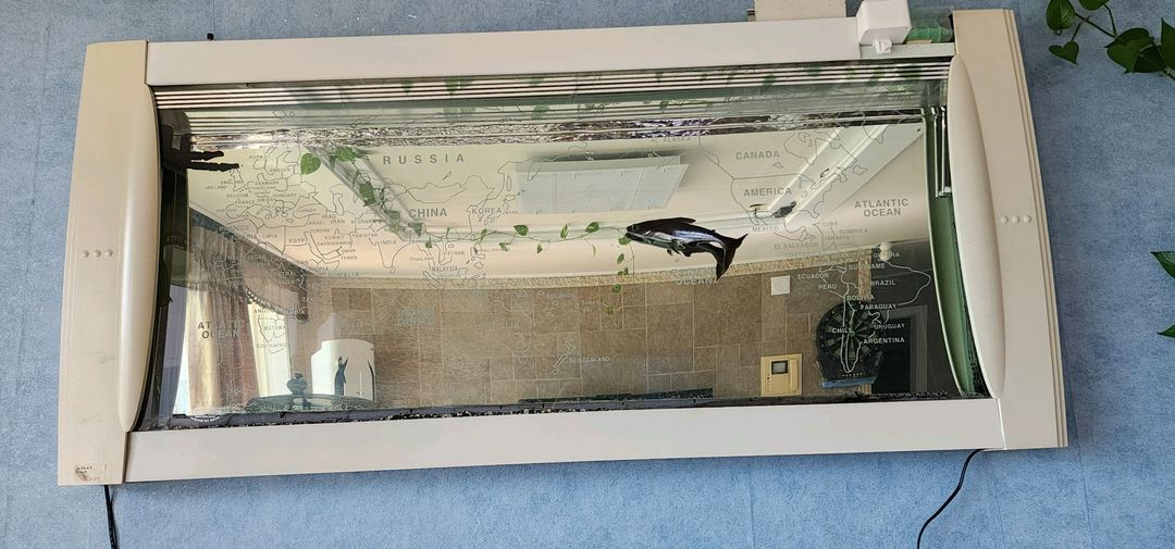 벽걸이 수족관 어항--1