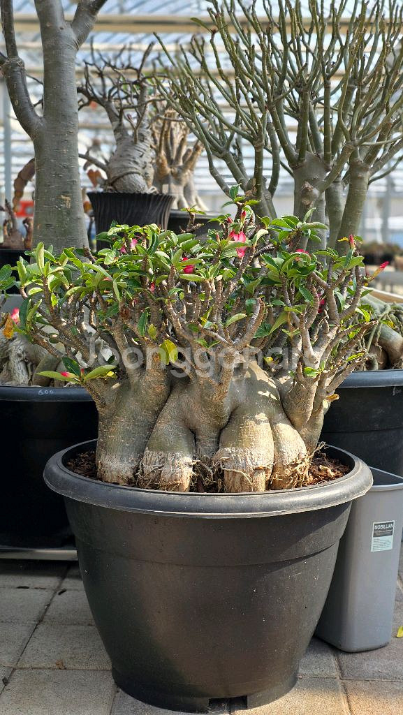 명품 고퀄리티 아데니움 초대품 (아프리카식물/코덱스)--0