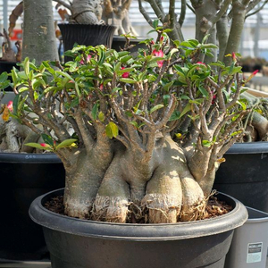 명품 고퀄리티 아데니움 초대품 (아프리카식물/코덱스)