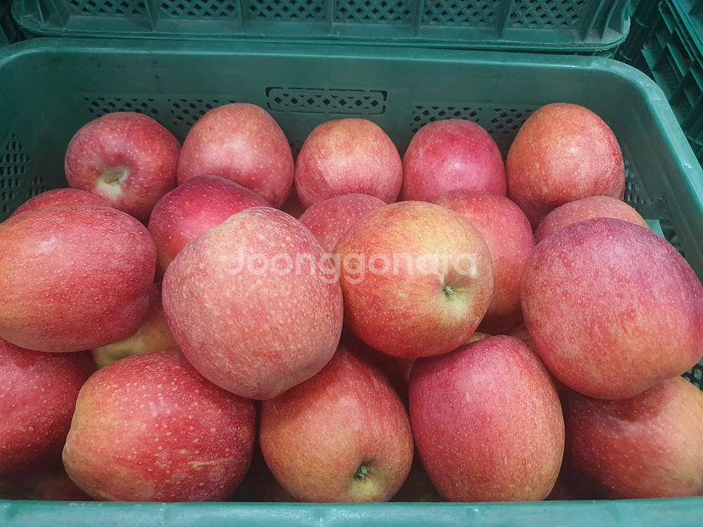 감홍 사과--1