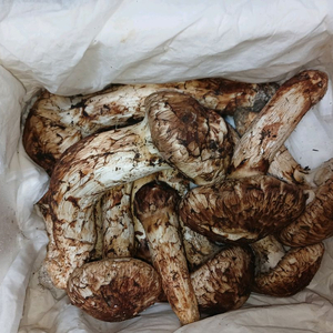 자연산 송이버섯 이미지