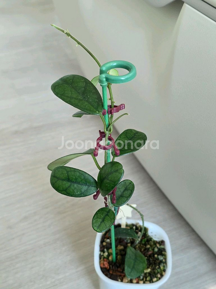 호야 쓰촨엔시스 판매합니다.--0