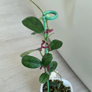 호야 쓰촨엔시스 판매합니다.