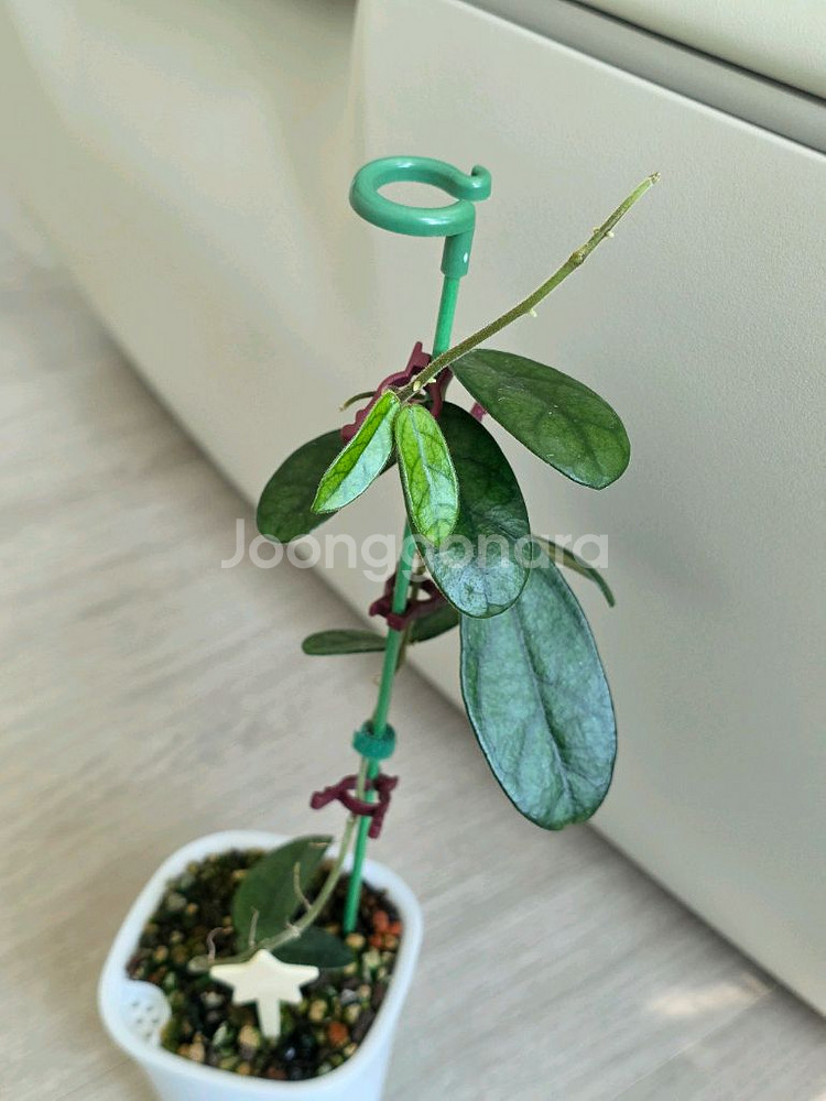 호야 쓰촨엔시스 판매합니다.--1