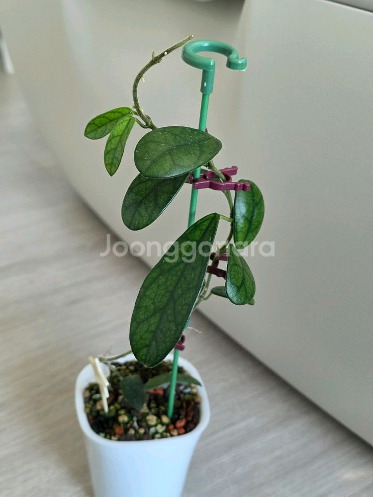 호야 쓰촨엔시스 판매합니다.--2