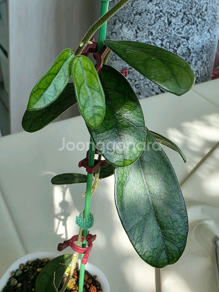 호야 쓰촨엔시스 판매합니다.--3