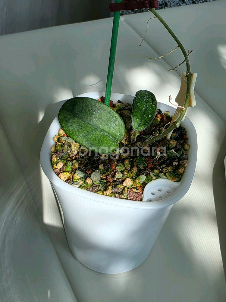 호야 쓰촨엔시스 판매합니다.--4