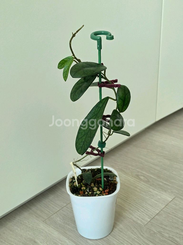 호야 쓰촨엔시스 판매합니다.--6