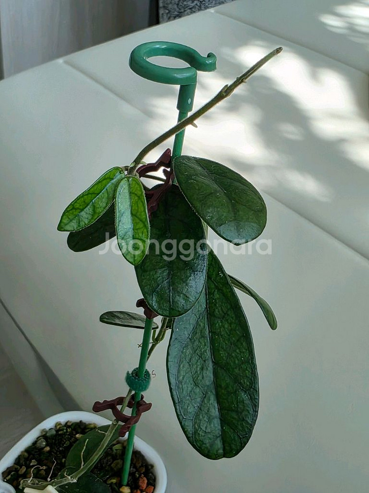 호야 쓰촨엔시스 판매합니다.--5