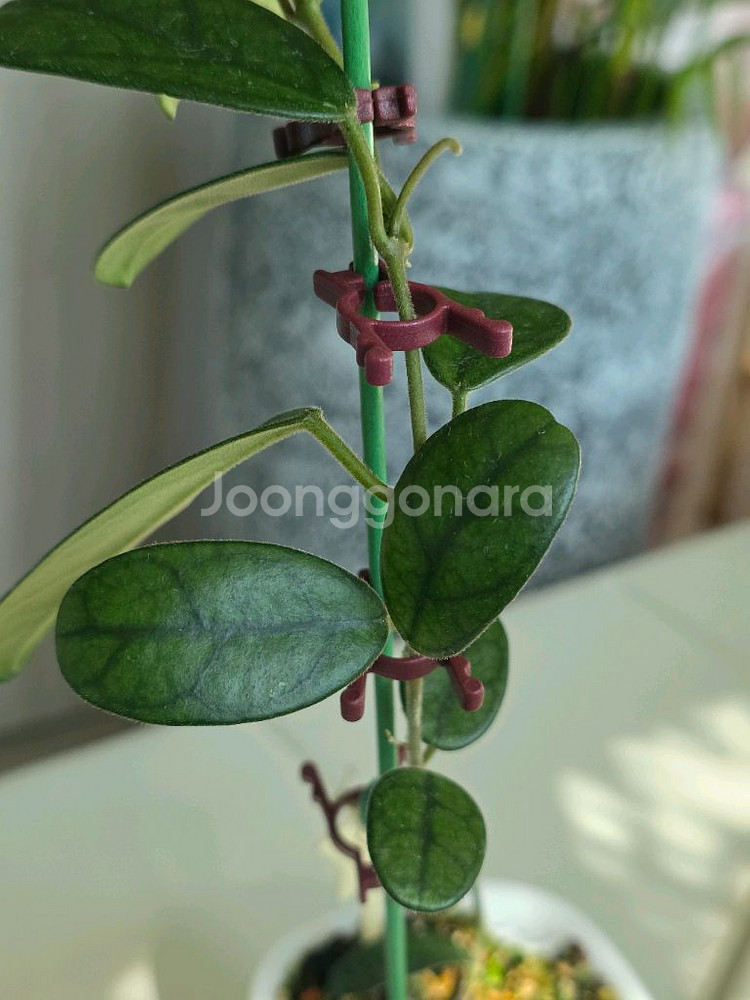 호야 쓰촨엔시스 판매합니다.--7