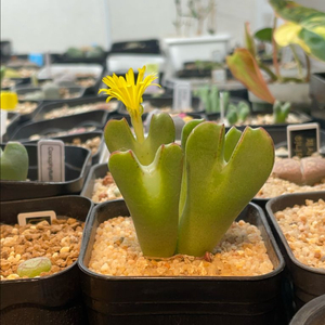 코노피튬 사슴뿔 빌로붐 4두