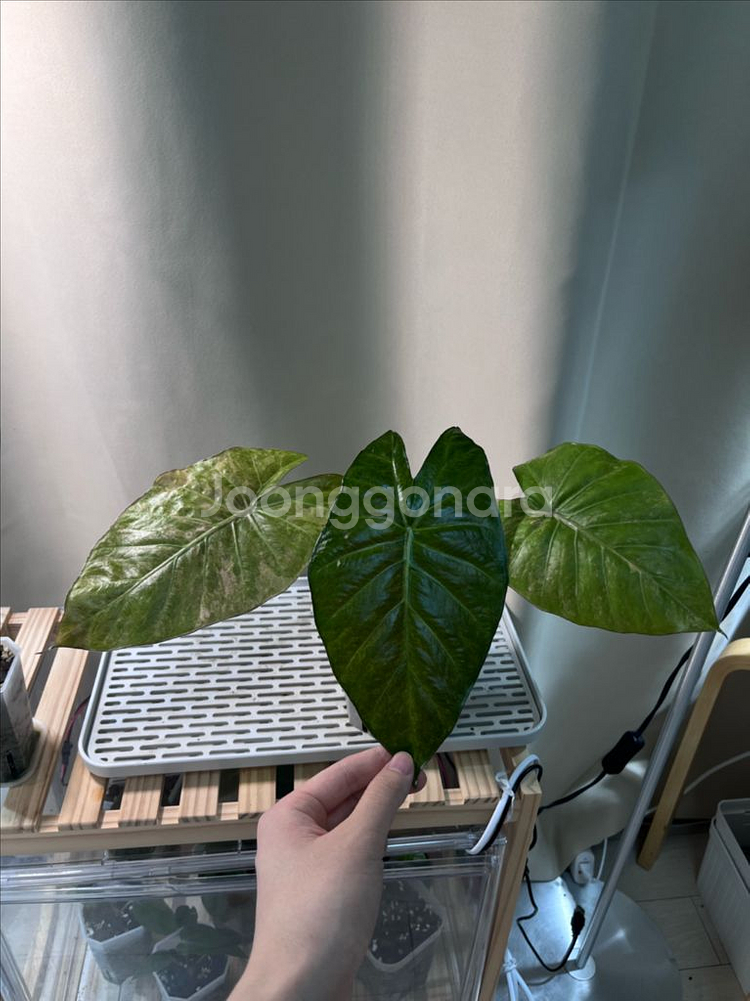 알로카시아 인카돌리스 옐로우 바리에가타--0