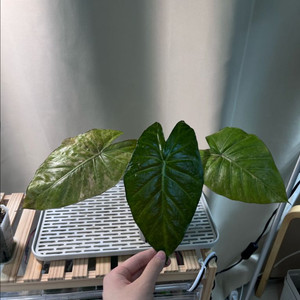 알로카시아 인카돌리스 옐로우 바리에가타