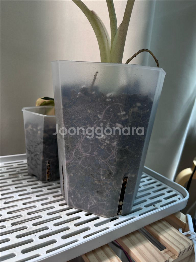 알로카시아 인카돌리스 옐로우 바리에가타--4