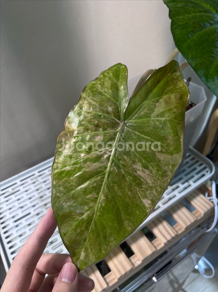 알로카시아 인카돌리스 옐로우 바리에가타--2