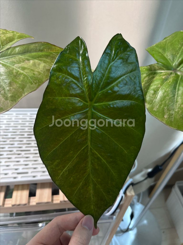 알로카시아 인카돌리스 옐로우 바리에가타--3