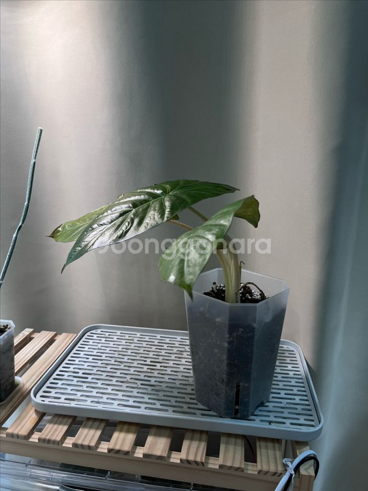 알로카시아 인카돌리스 옐로우 바리에가타--1