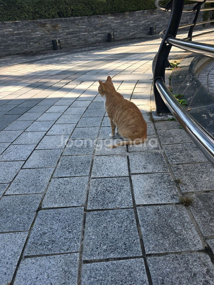 스타벅스 별 8개 리워드--0