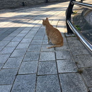 스타벅스 별 8개 리워드