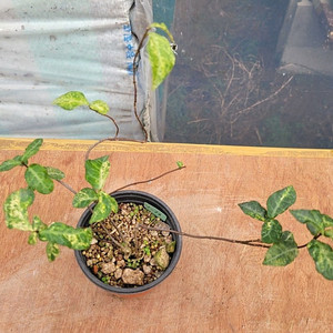 무늬마삭줄 분재 정원수 인테리어식물 카페화분