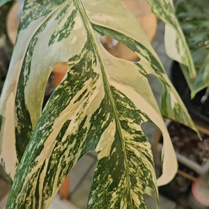 몬스테라 알보 보르시지아나