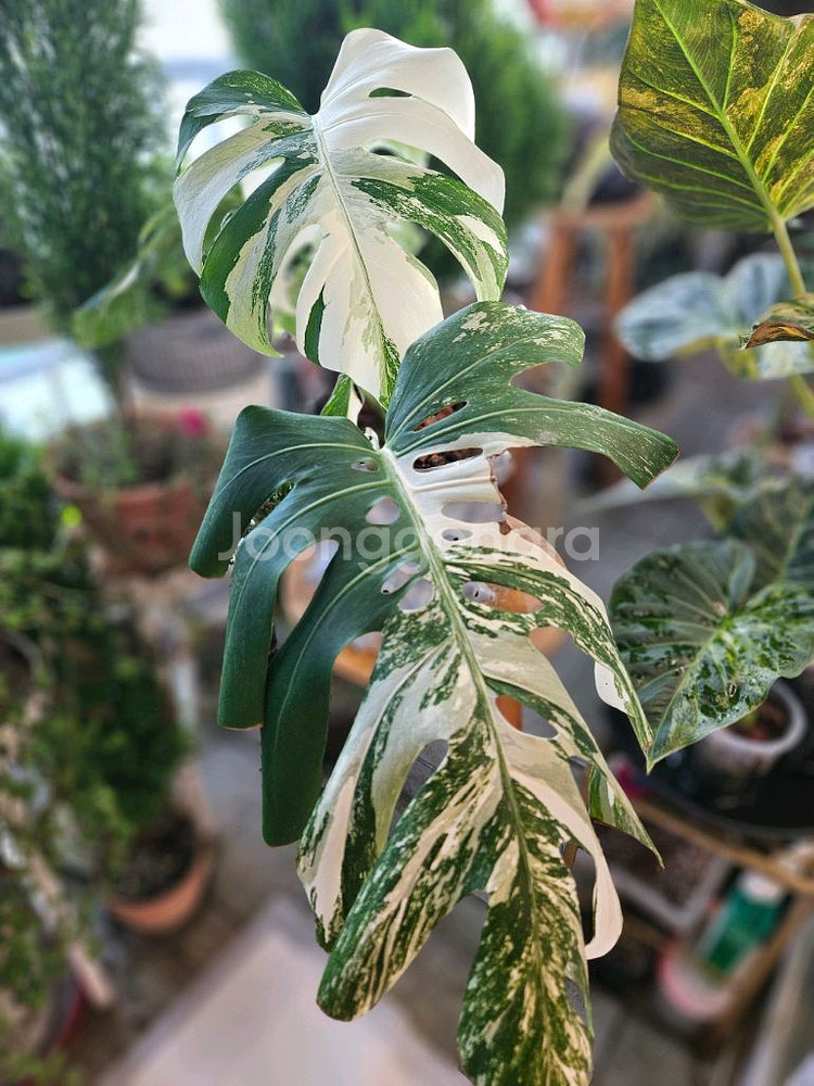 몬스테라 알보 보르시지아나--1