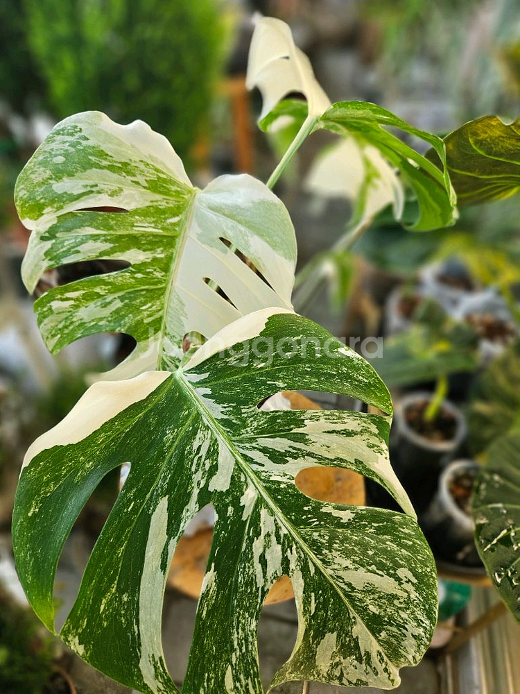 몬스테라 알보 보르시지아나--5